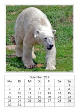 Dezember_Eisbär_1.pdf